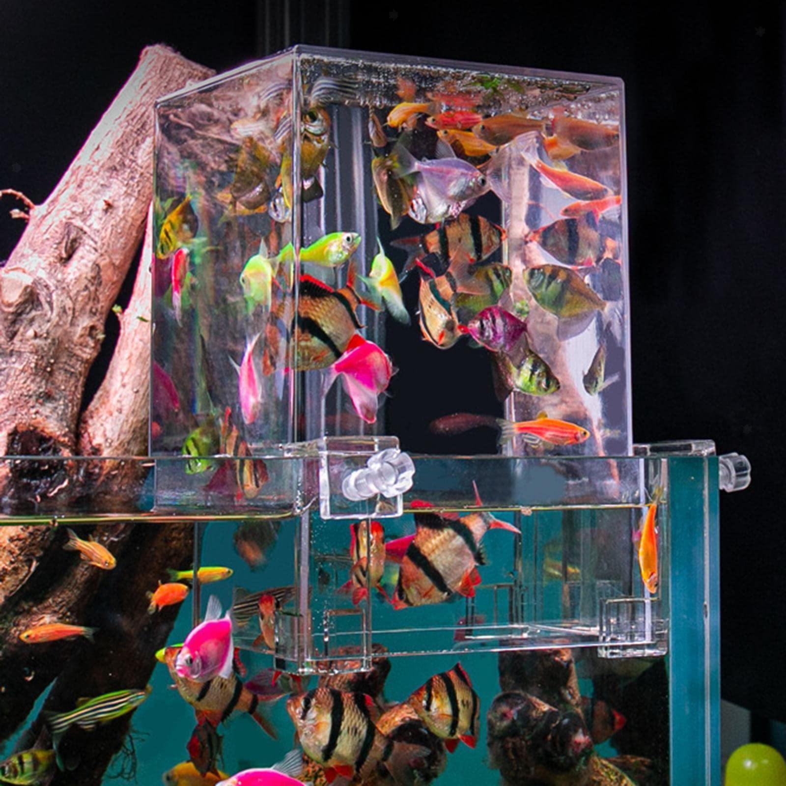 Hifybaty fish elevator setup demonstrates expanded activity space for curious fish.