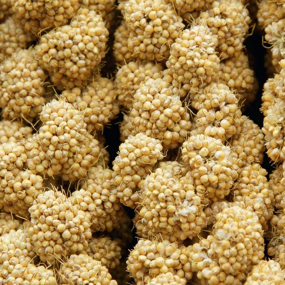 Higgins Spray Millet image of birds enjoying antique gold millet, easy-to-digest snack.