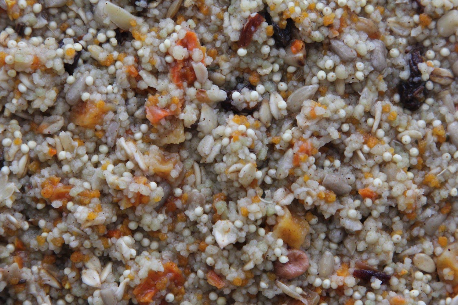 Higgins Worldly Cuisines Spice Market Bird Treat serving on feeder showcases exotic flavor mix.