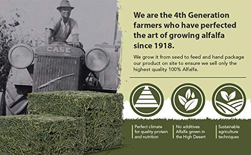 High Desert protein-rich alfalfa hay balancing protein, fiber, and calcium for growth.