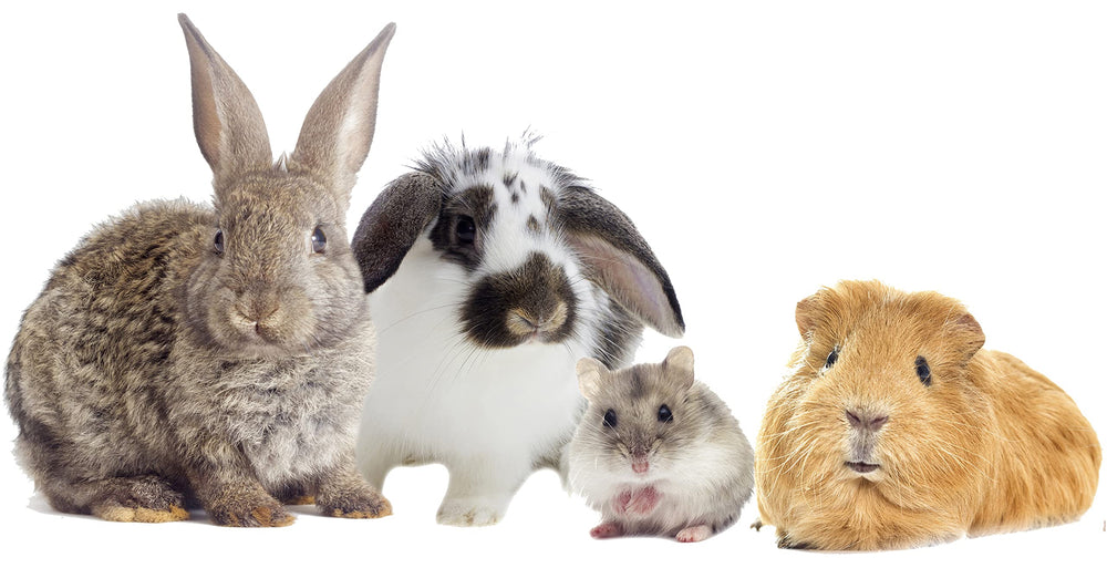 High Desert Orchard Grass Hay in a pet feeder supports simple daily feeding for rabbits and guinea pigs.