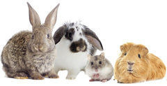 High Desert Orchard Grass Hay in a pet feeder supports simple daily feeding for rabbits and guinea pigs.