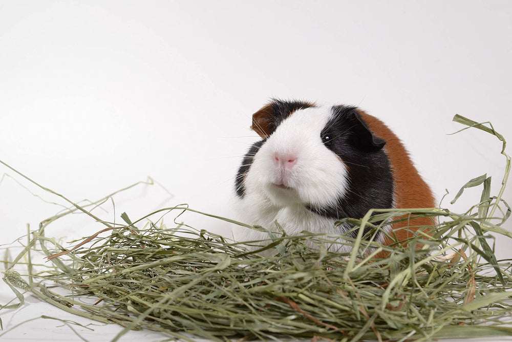 High Desert timothy hay can be mixed with orchard grass for variety