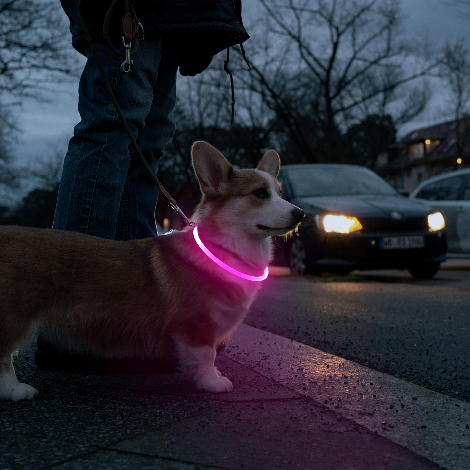 Higo dog collar with quick, slow, steady flash modes.
