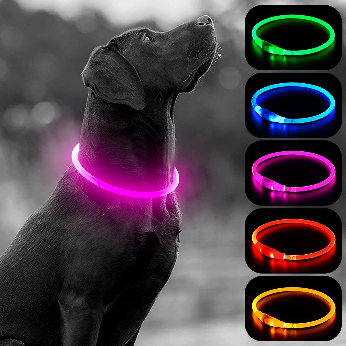 Higo LED dog collar pink, top view, vibrant glow for night visibility.