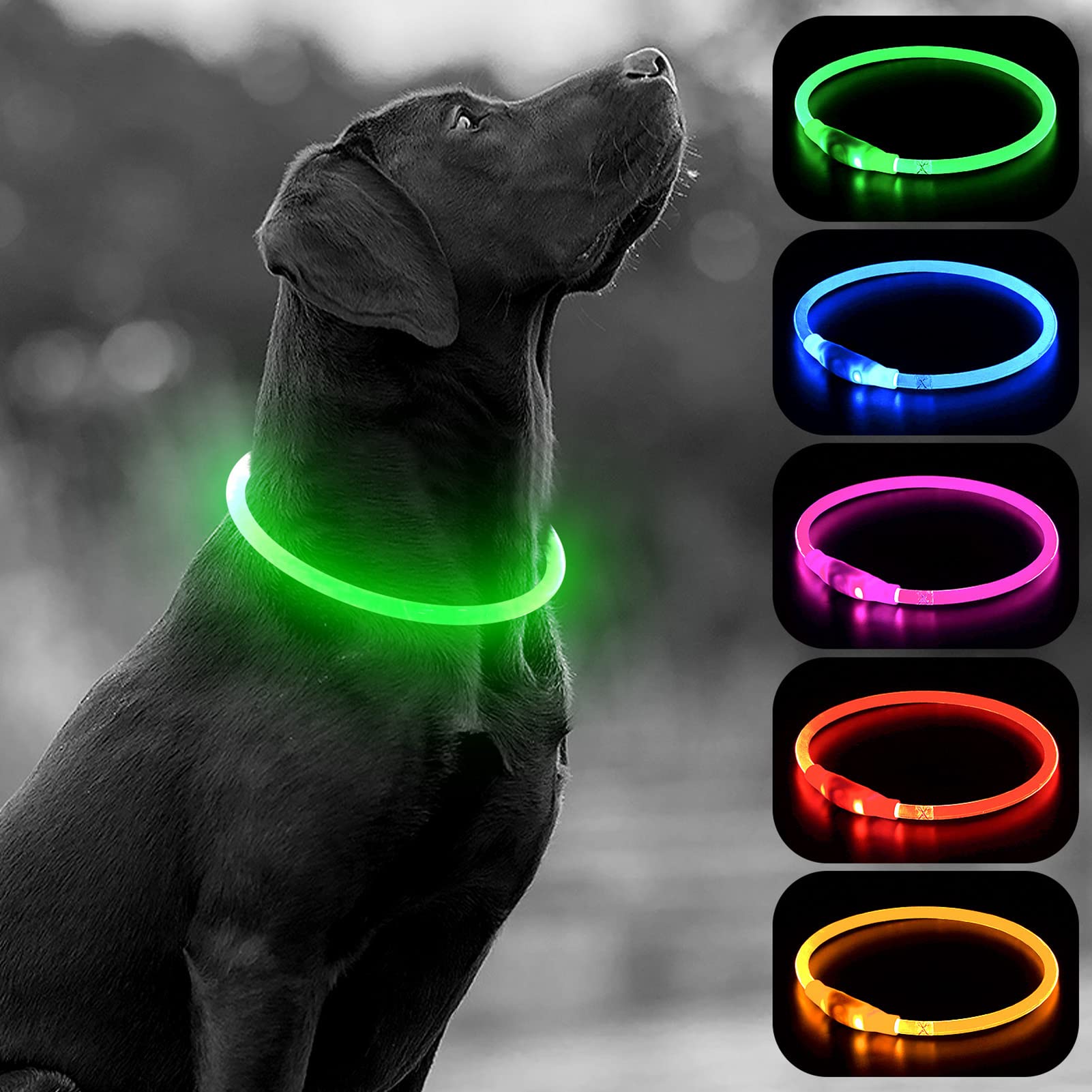 Higo light-up dog collar providing 360-degree glow for night safety.