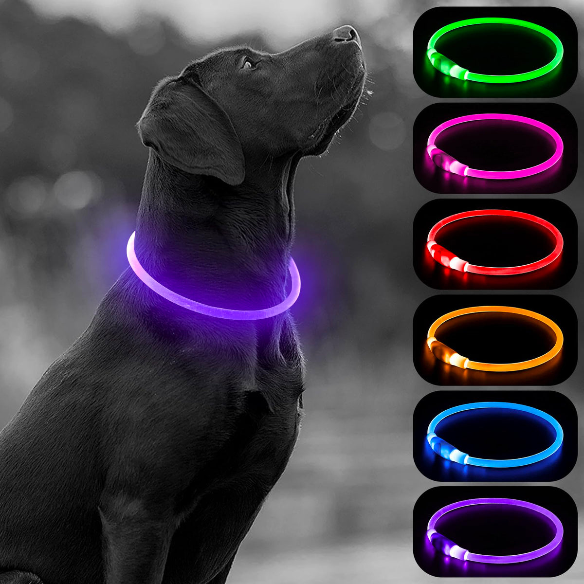 Higo Light Up Dog Collar provides a 360° glow for safer night walks.