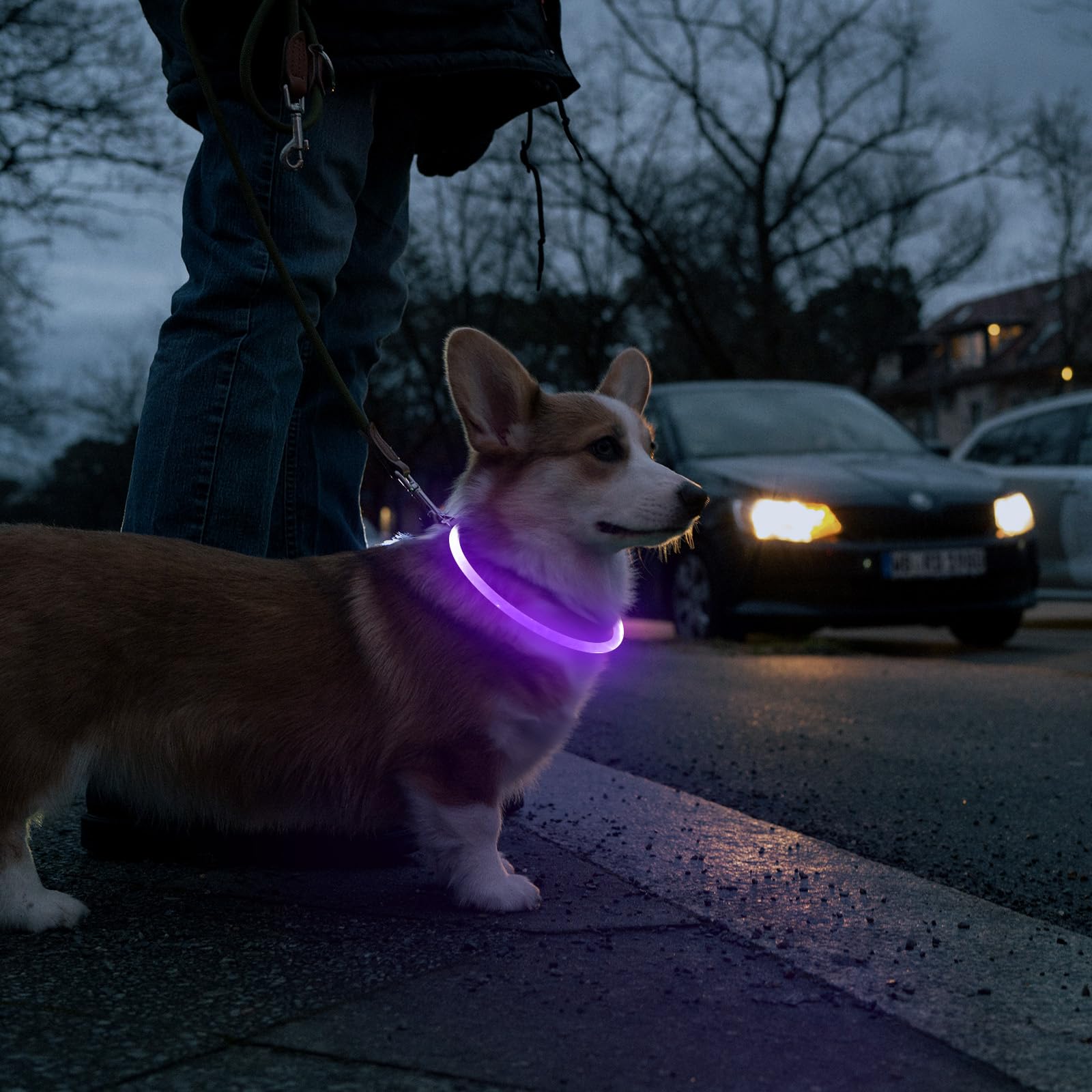 Higo Light Up Dog Collar stays lightweight and weatherproof for adventures.