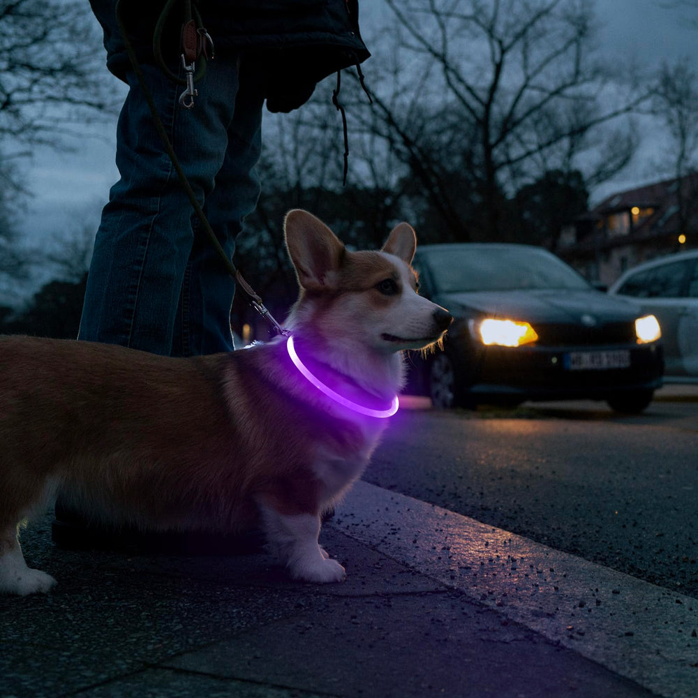 Higo Light Up Dog Collar stays lightweight and weatherproof for adventures.