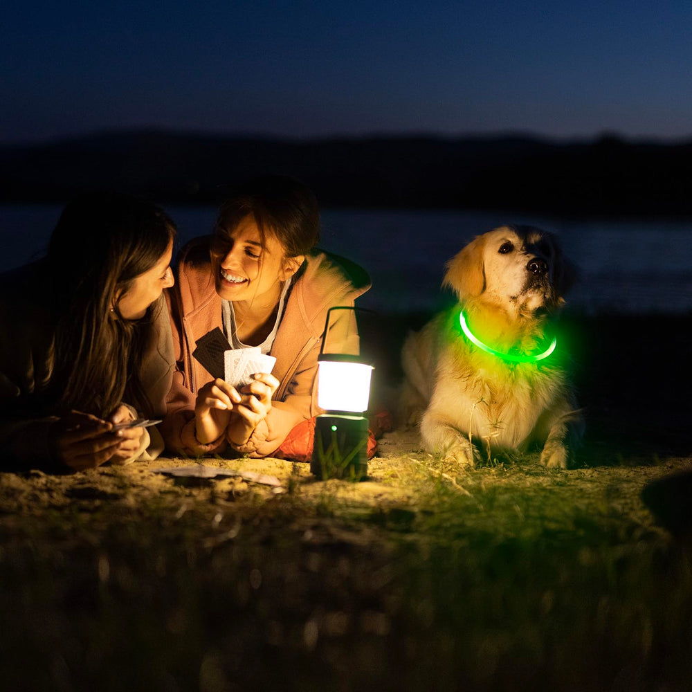 Higo water-resistant dog collar suitable for rain and damp conditions.