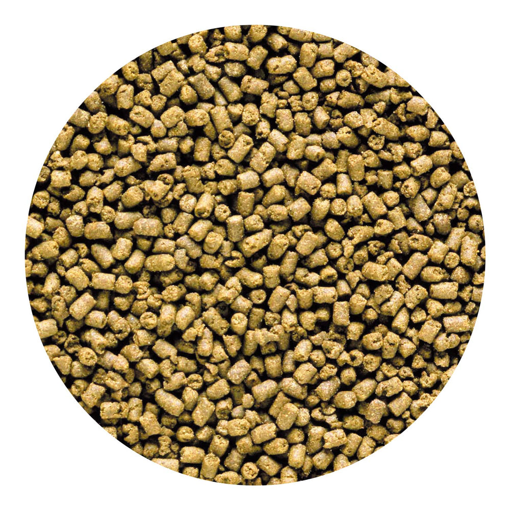 Hikari Carnivore Pellets reef-color — potential enhancement of color with continued use
