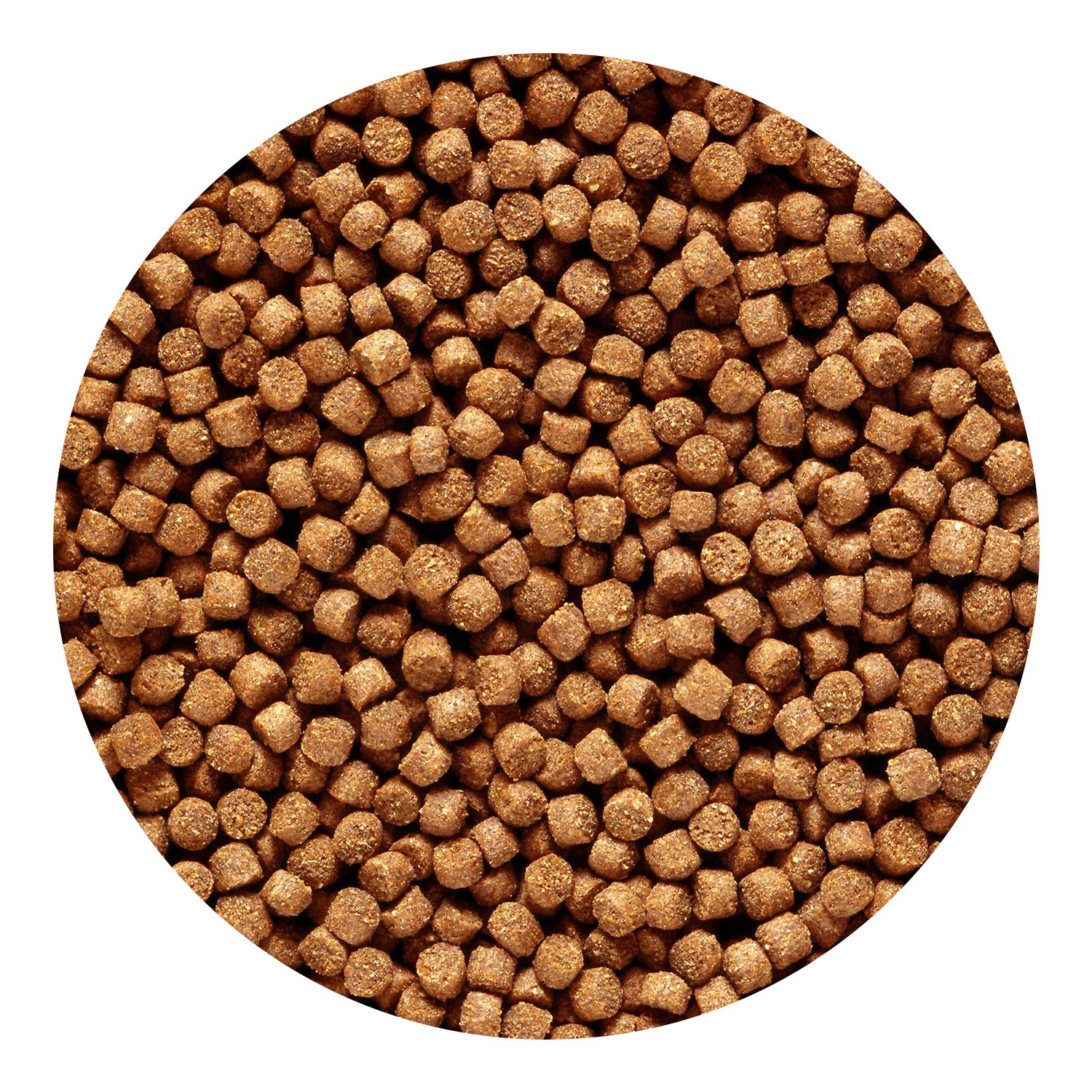 Hikari cichlid gold pellets closeup highlighting protein-rich nutrition for growth.