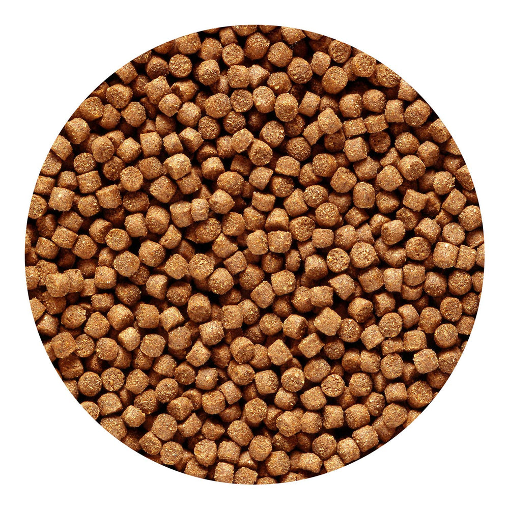 Hikari cichlid gold pellets closeup highlighting protein-rich nutrition for growth.