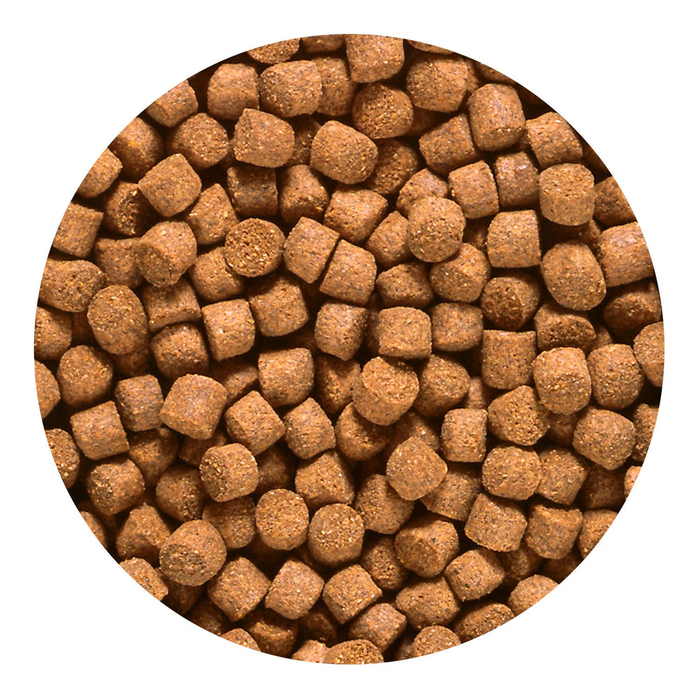Hikari Cichlid Gold sinking pellets feed reaching bottom quickly.
