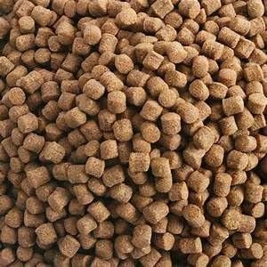 Hikari glossy coat closeup suggests healthy shine from pellets.