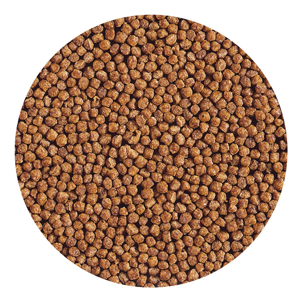 Hikari Gold baby pellet jar with label—bulk packaging for regular meals