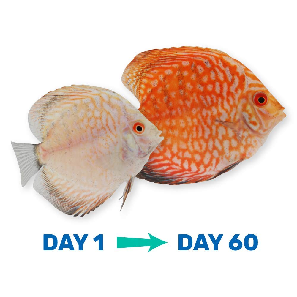 Hikari HK22266 Vibra Bites in a tropical fish feeding scenario