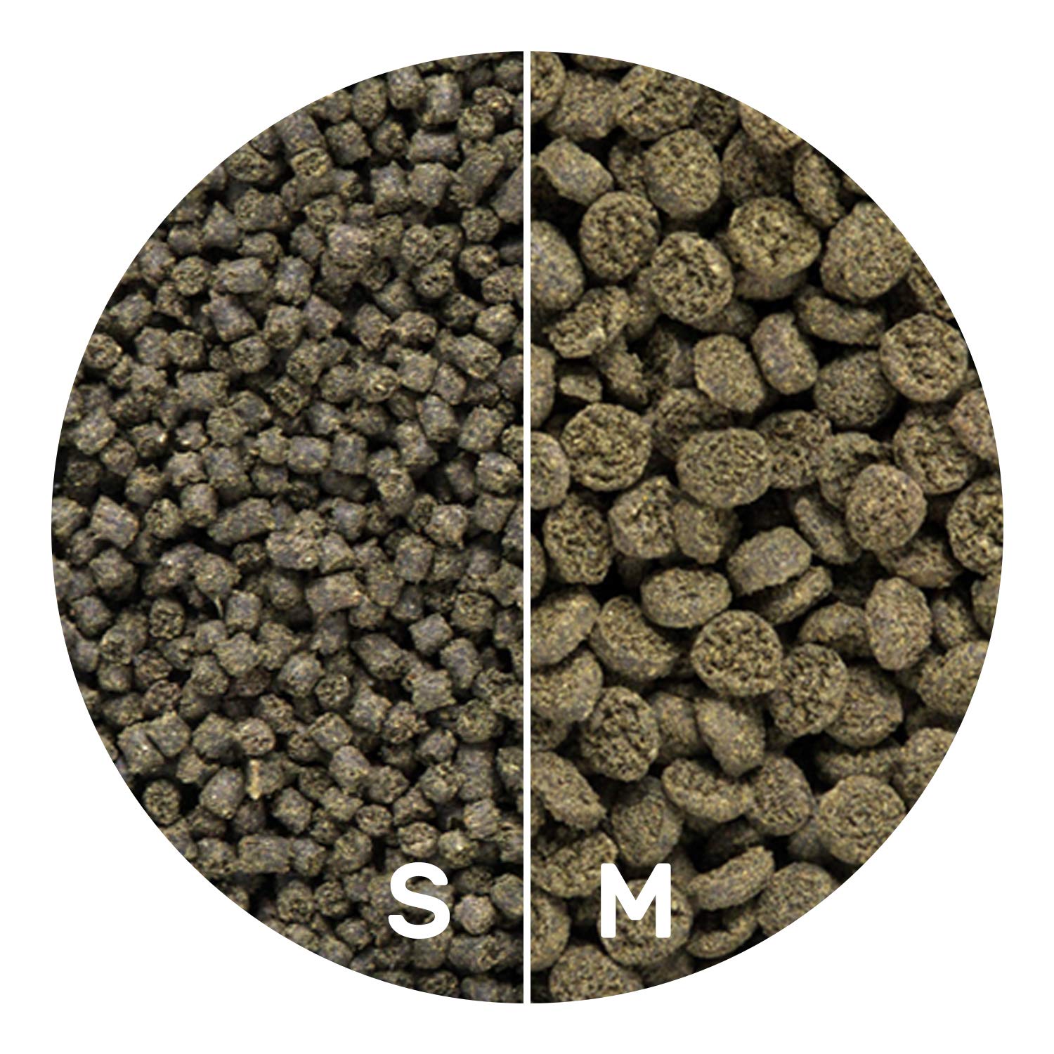 Hikari Seaweed Extreme close-up emphasizes seaweed-rich nutrition for small herbivores
