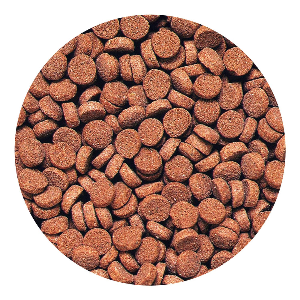 Hikari Sinking Carnivore Pellets in dish highlight color-brightening carotenoids.
