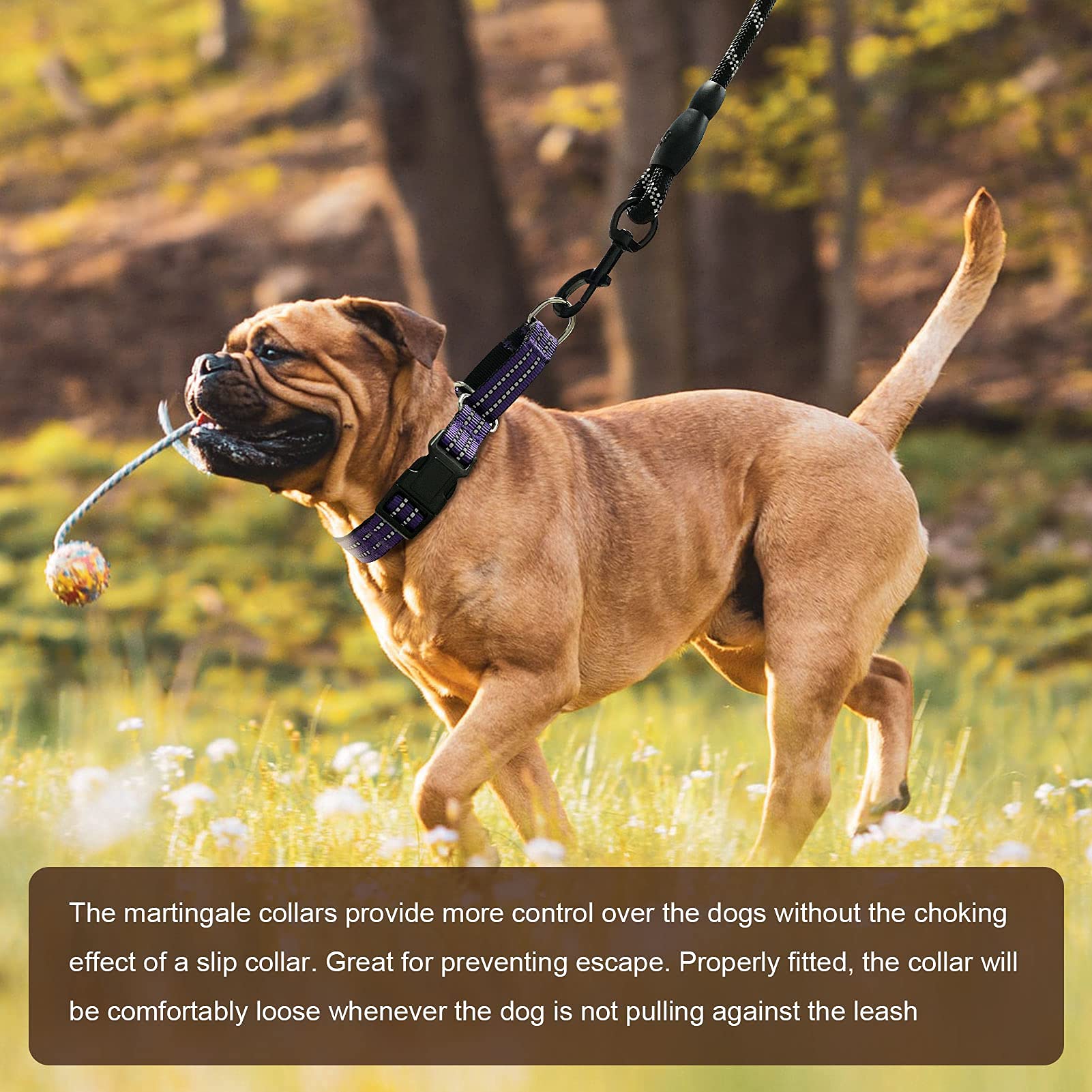 Hikiko adjustable-fit martingale collar ensures proper slip-on sizing for secure wear.