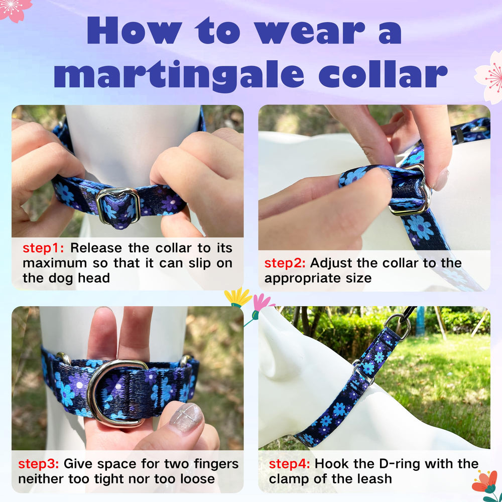 Hikiko dog walking with collar shows reliable escape prevention