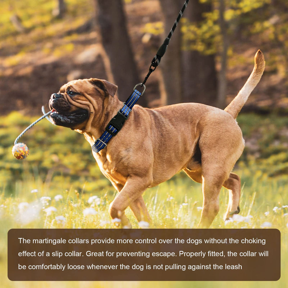 Hikiko Martingale Collar Blue on a dog during a walk ready for gentle training.