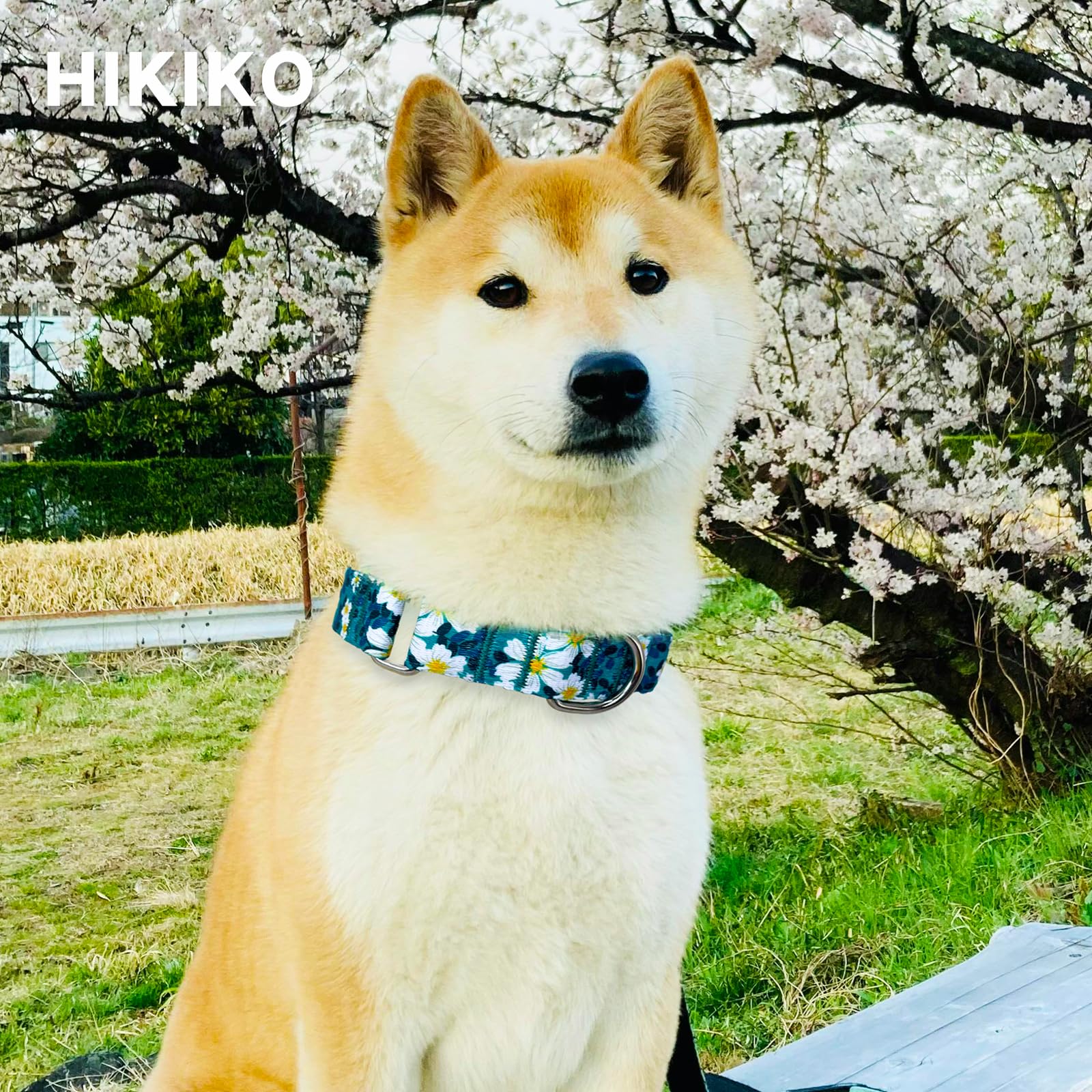 Hikiko martingale collar side view demonstrating escape-prevention design