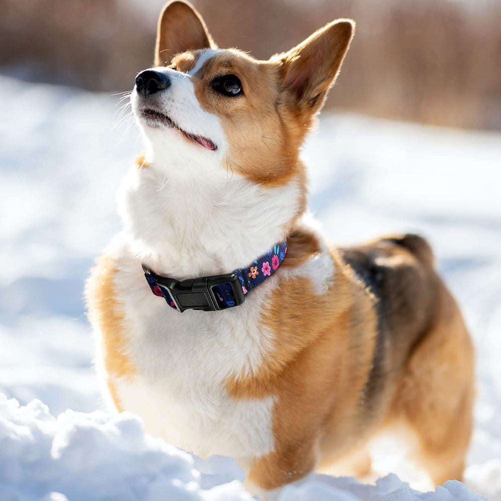 Hikiko Martingale collar pattern closeup shows cute designs for dogs.