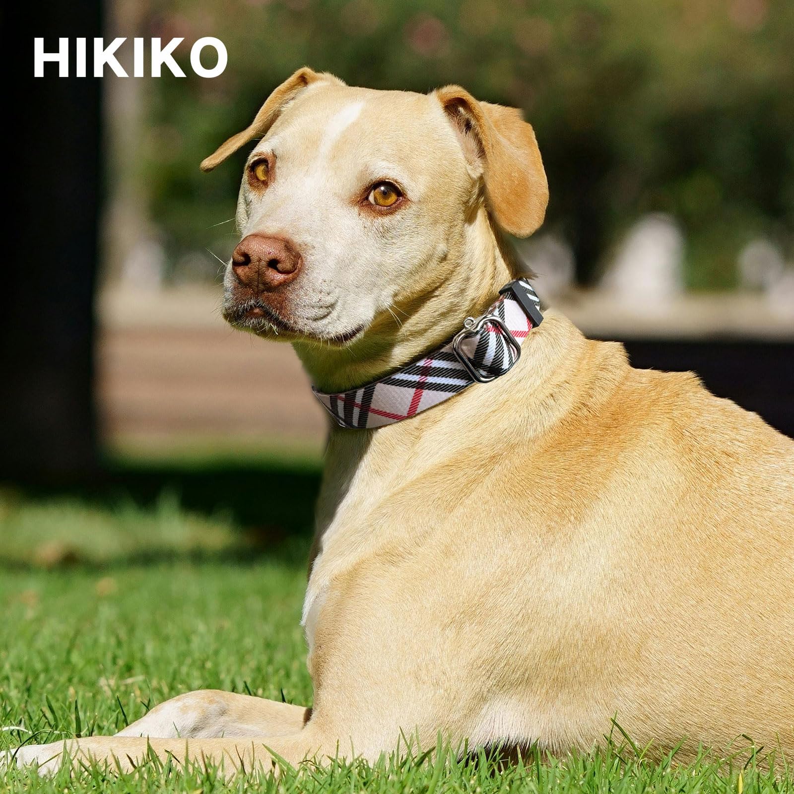Hikiko Martingale close-up showing durable nylon webbing and sturdy hardware