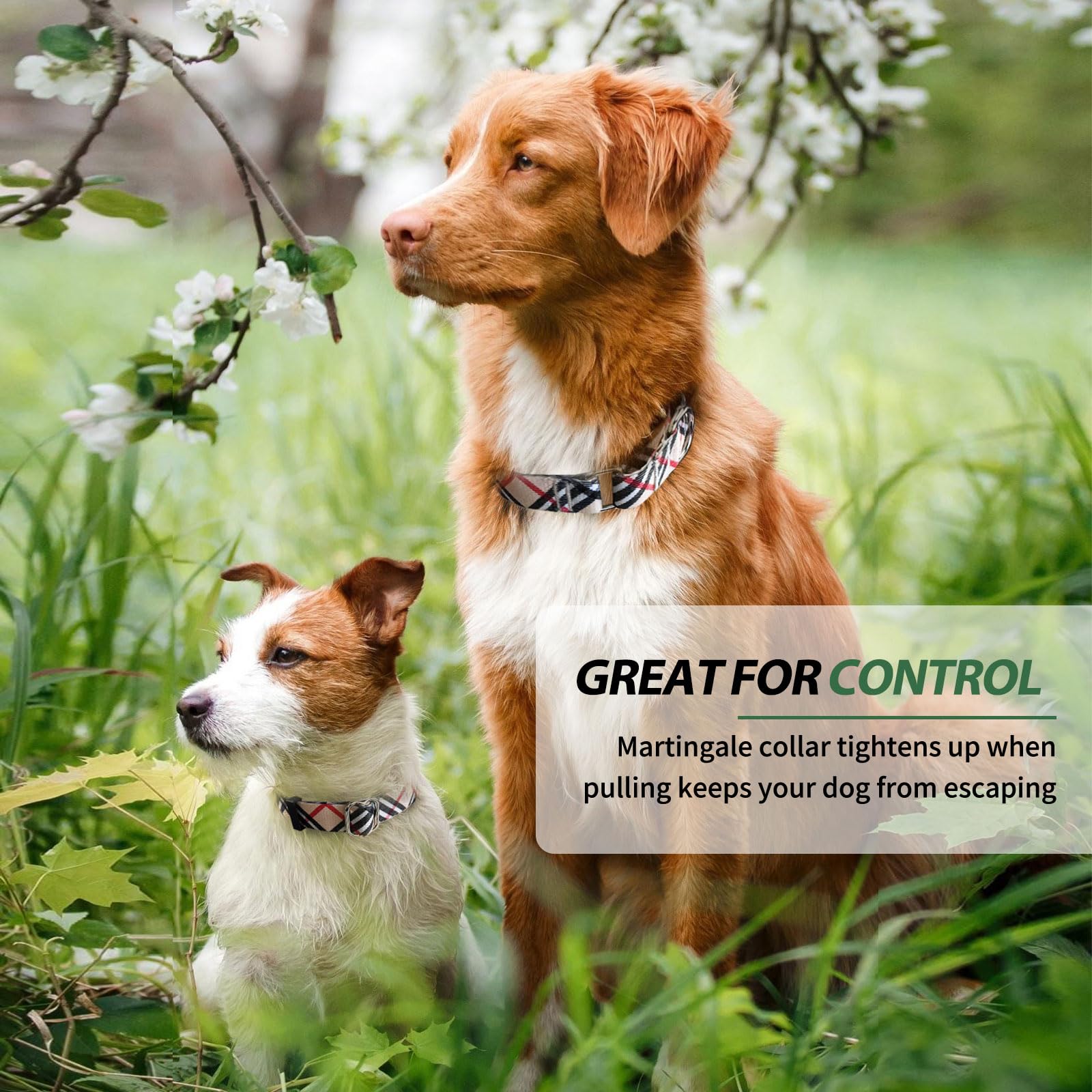 Hikiko size M fits medium dogs for gentle training sessions