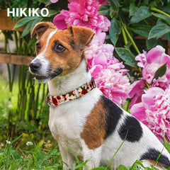 Hikiko soft nylon webbing collar comfortable on long walks.