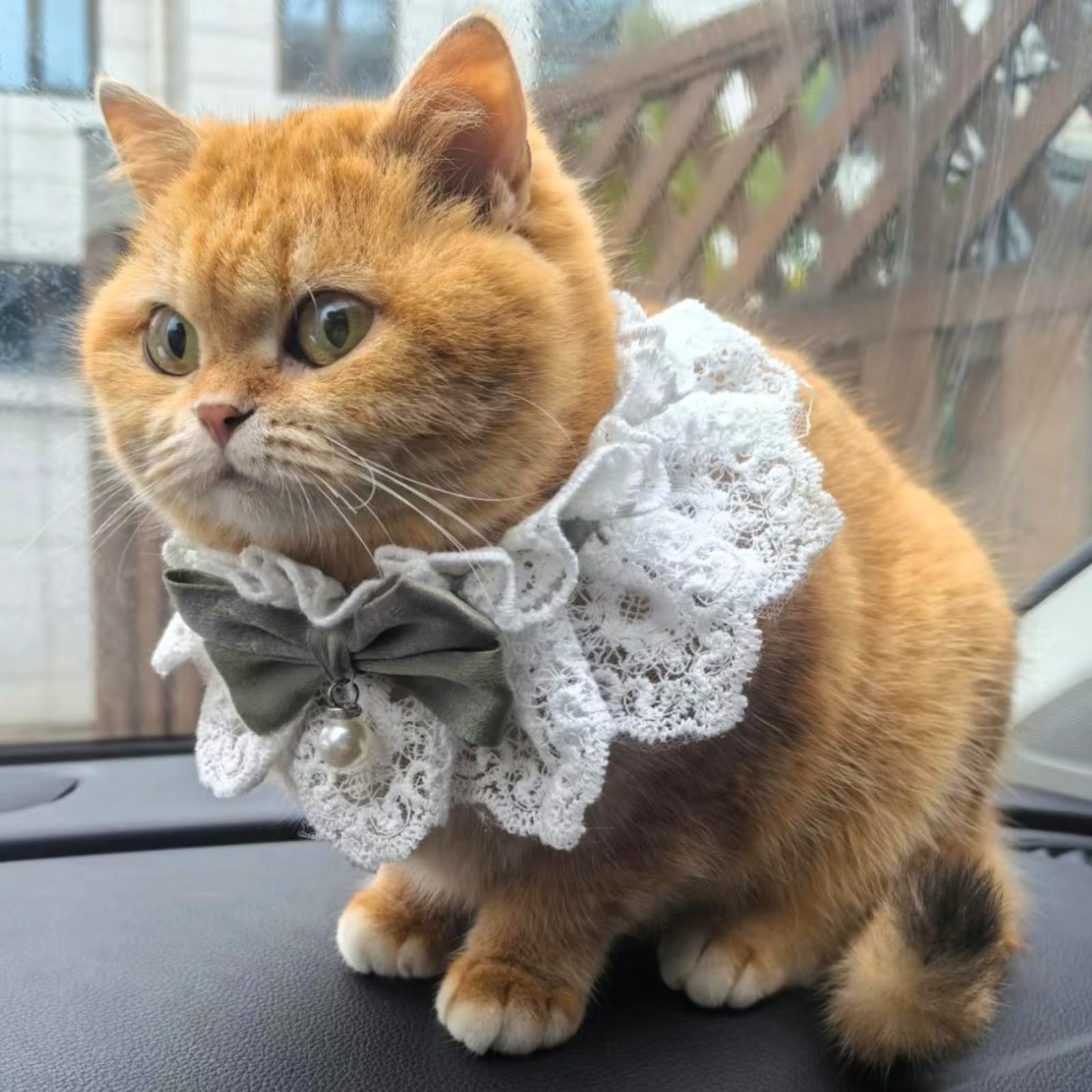 Hikiwin cat-costume lace bib suitable for birthdays, weddings, and photoshoots