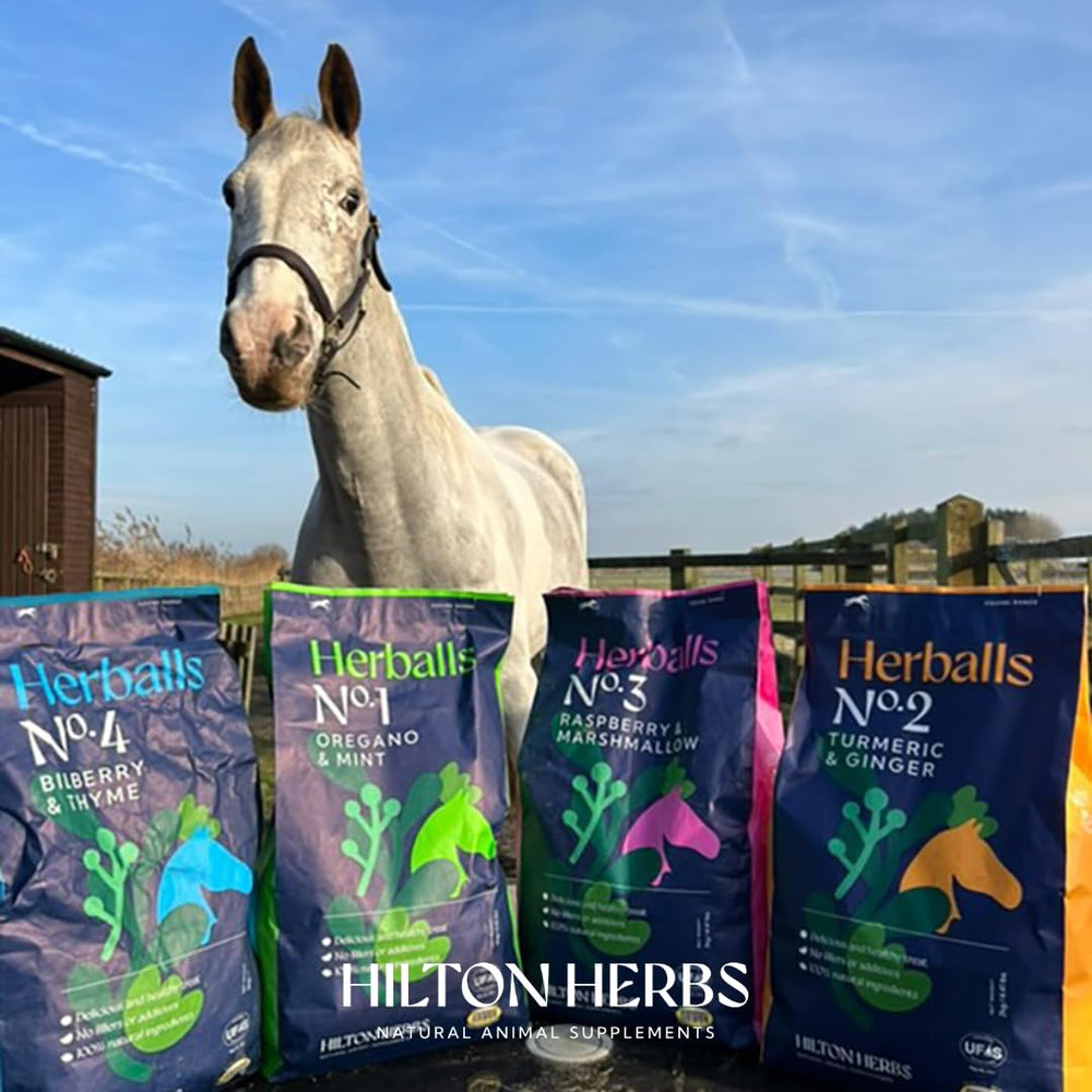 Hilton Herbs Herballs daily reward use promotes consistent training routines.