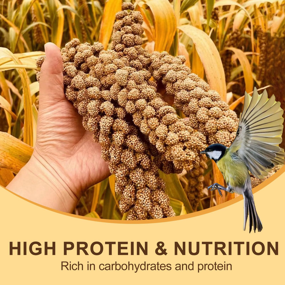 Himscev millet seed texture close-up showcases natural, whole-grain appeal for birds.
