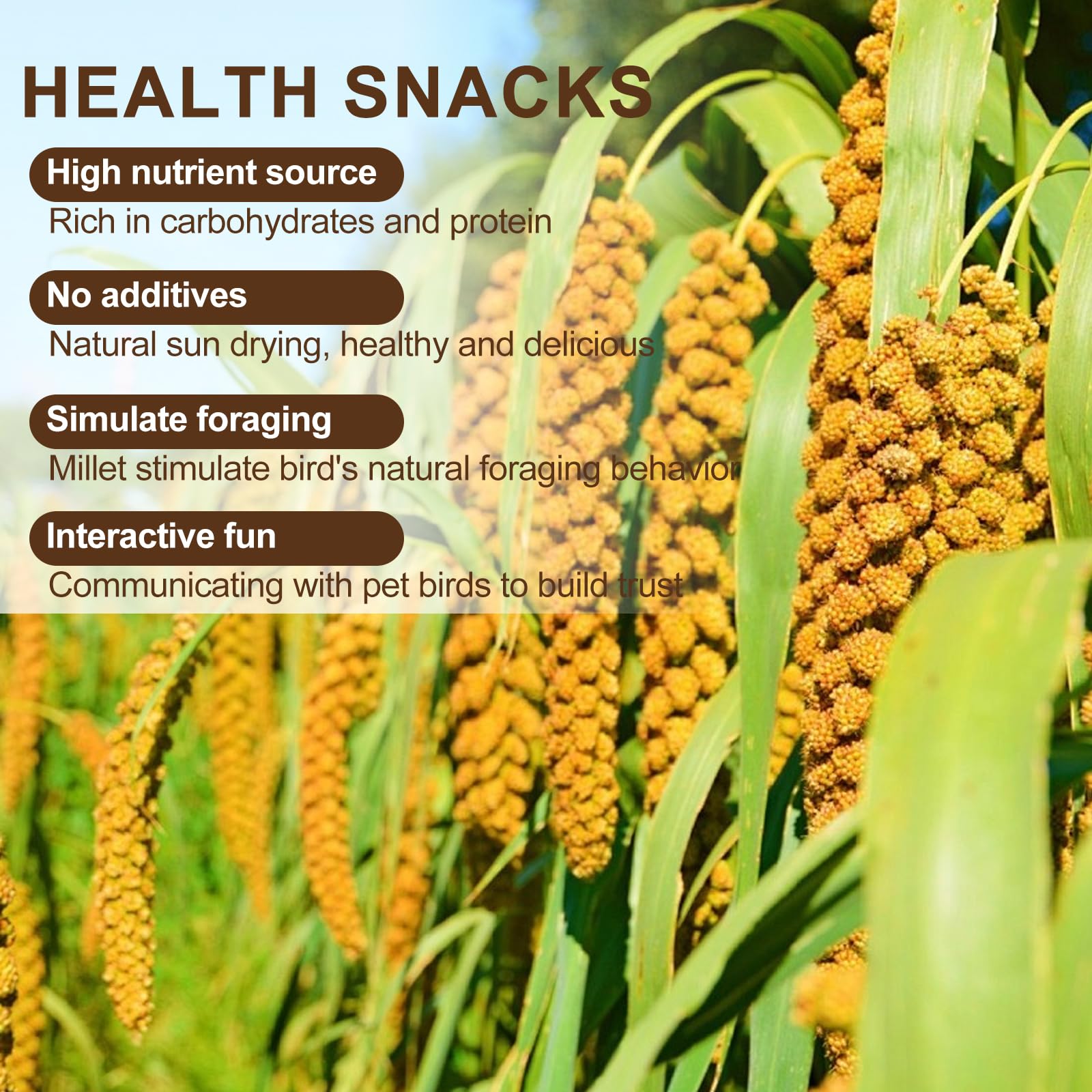 Himscev sun-dried spray millet foraging enrichment shows birds pecking and exploring.