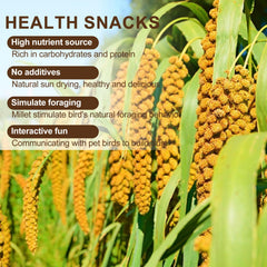 Himscev sun-dried spray millet foraging enrichment shows birds pecking and exploring.