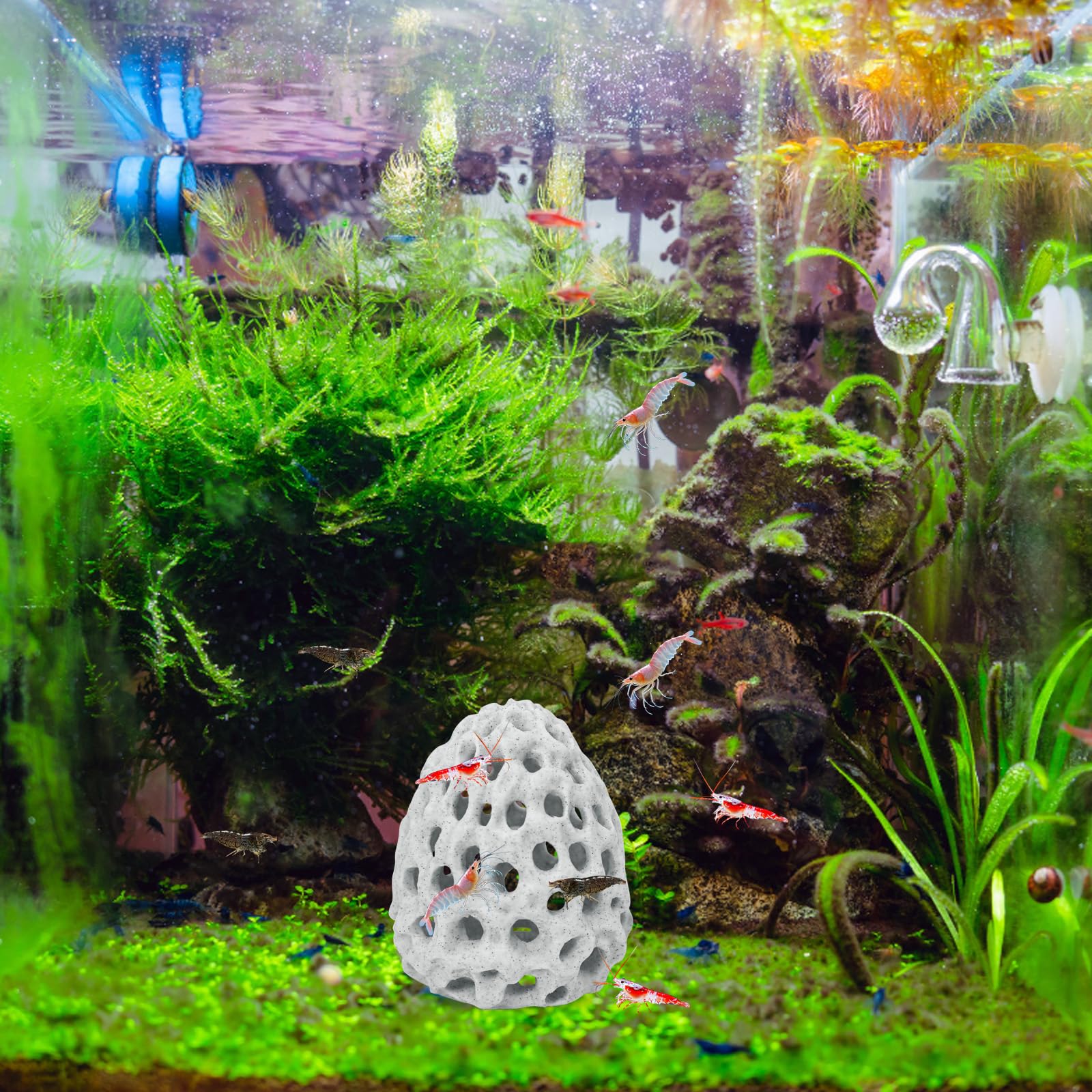 HINGTAI dwarf-shrimp-habitat fits tiny shrimp and guppies for a natural retreat.