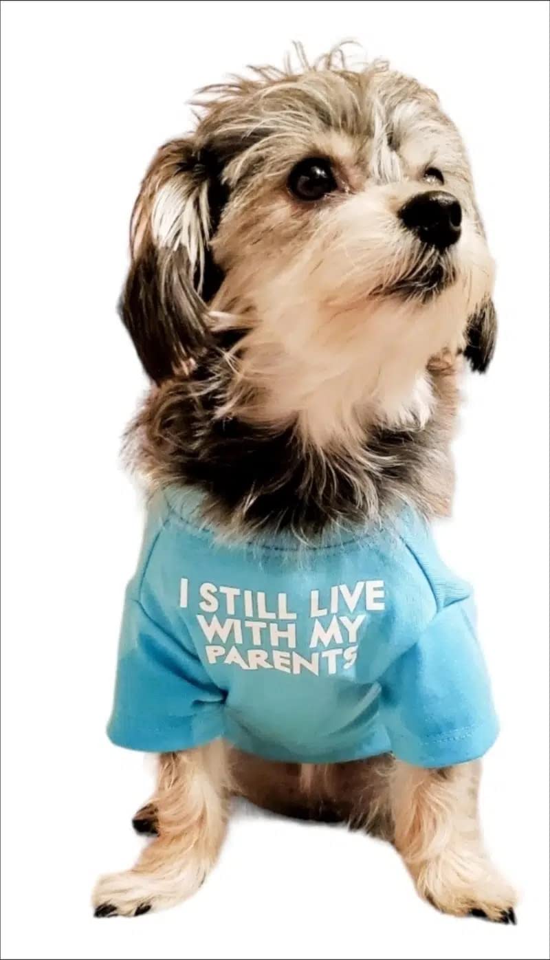 HipGirl dog clothes presented as a gift option.