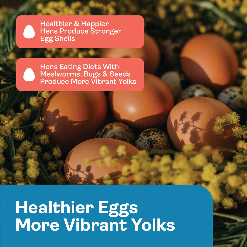 Hippy Chick Egg Booster feather health scene supporting plumage vitality