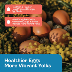 Hippy Chick Egg Booster feather health scene supporting plumage vitality