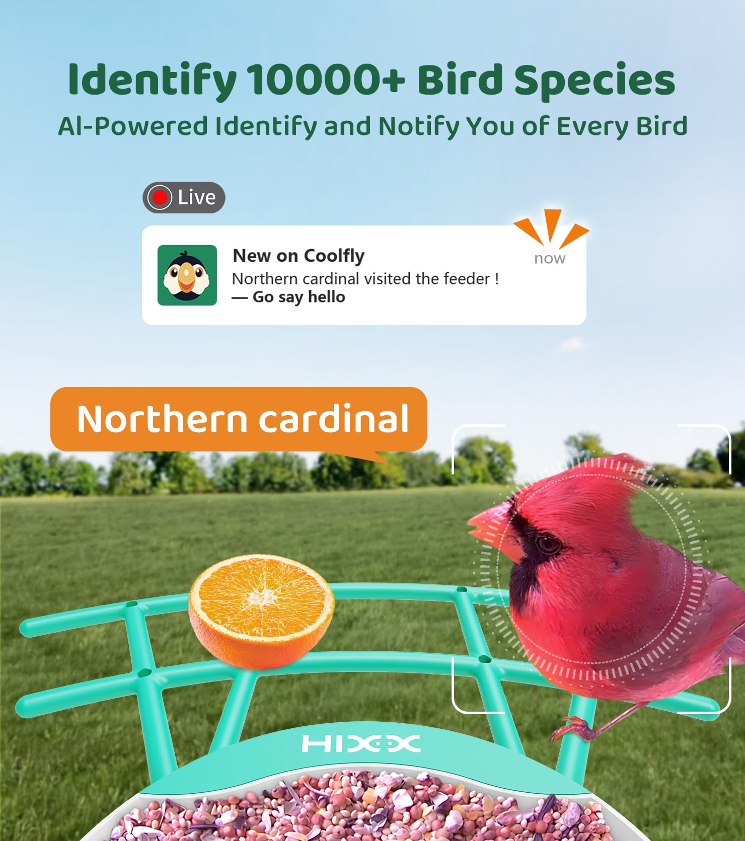 HIXX bird feeder camera live view displayed on a smartphone