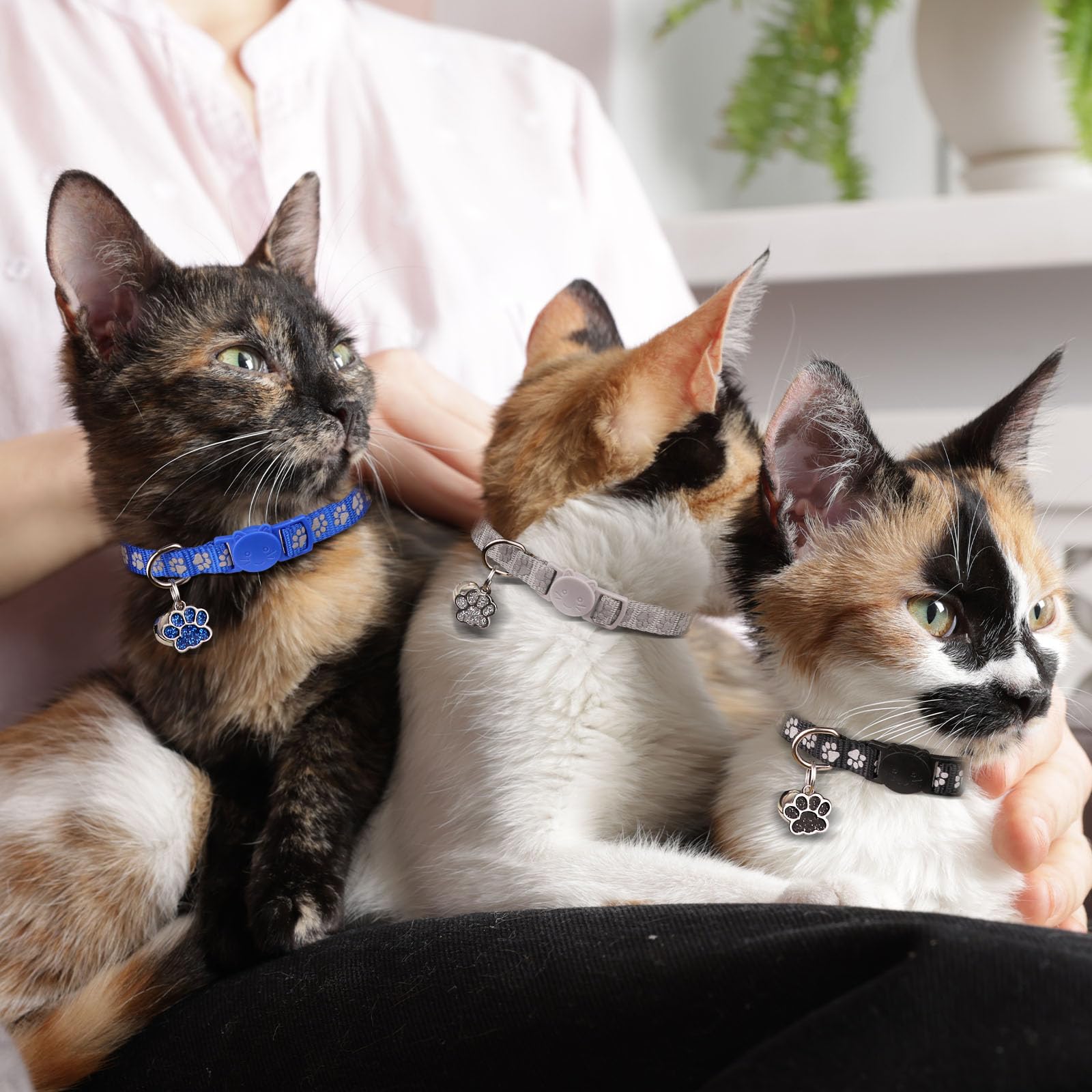 HLJ 4-pack provides color options for multi-cat homes and weekly style changes.