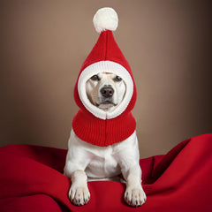 Hmxpls Christmas dog knitted hat neck and ear warmer for winter walks.