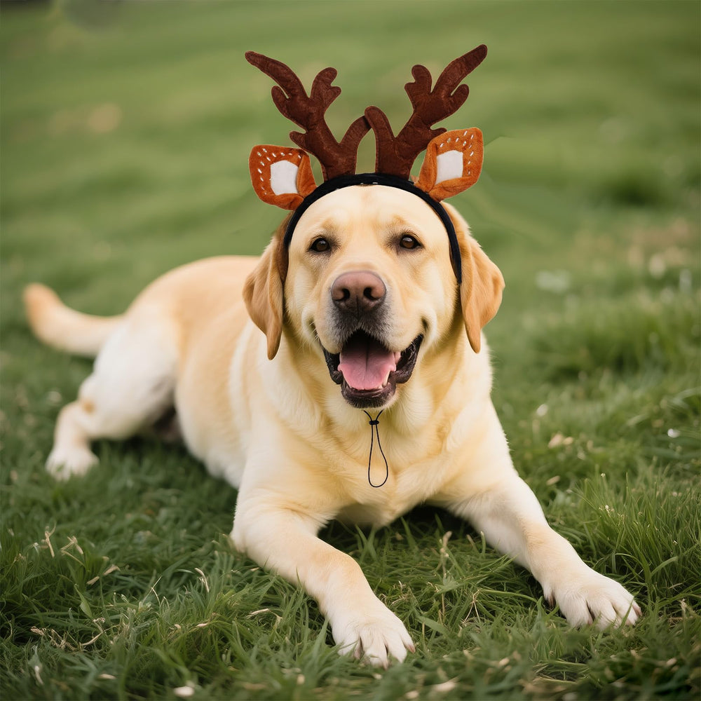Hmxpls festive gift idea for dog lovers, perfect for sharing holiday joy
