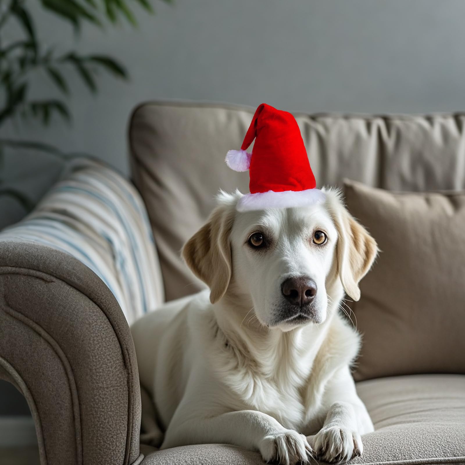 Hmxpls Santa hat packaging emphasizes gift-ready option