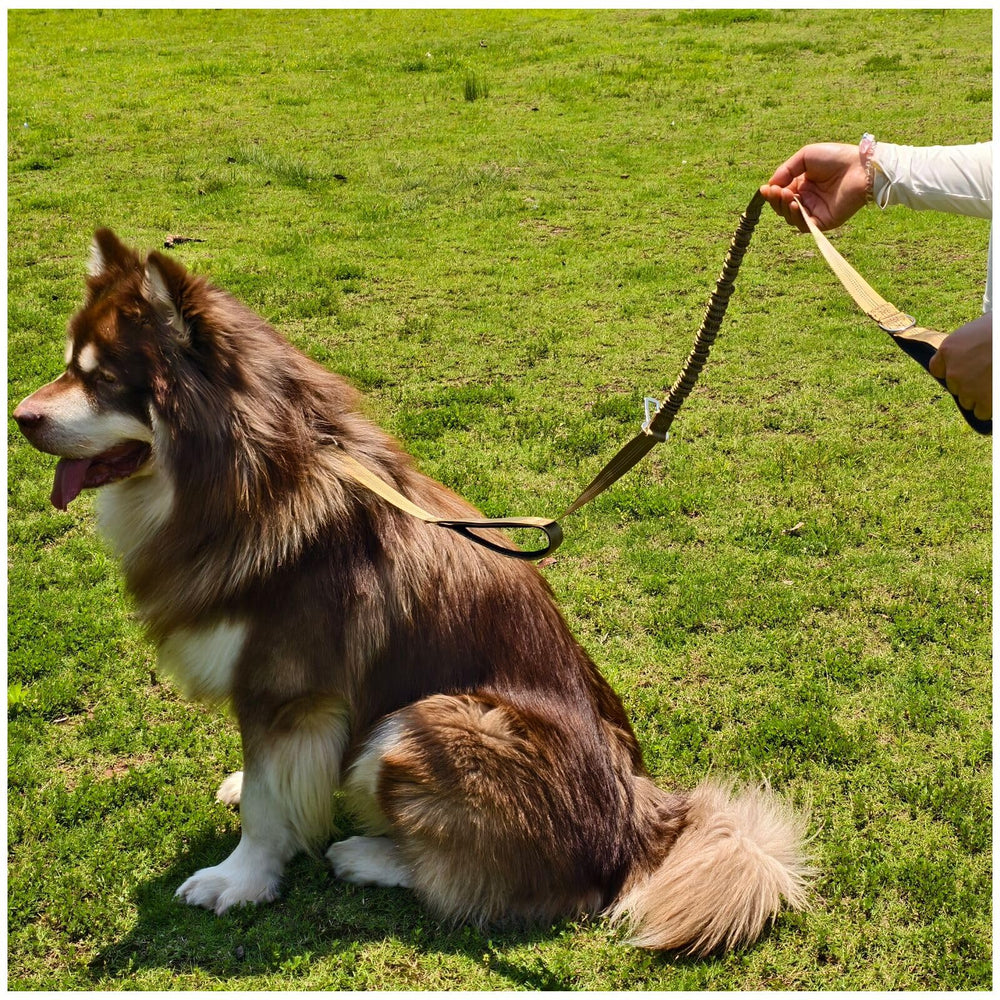 HOANAN 5-foot nylon leash is durable and weatherproof
