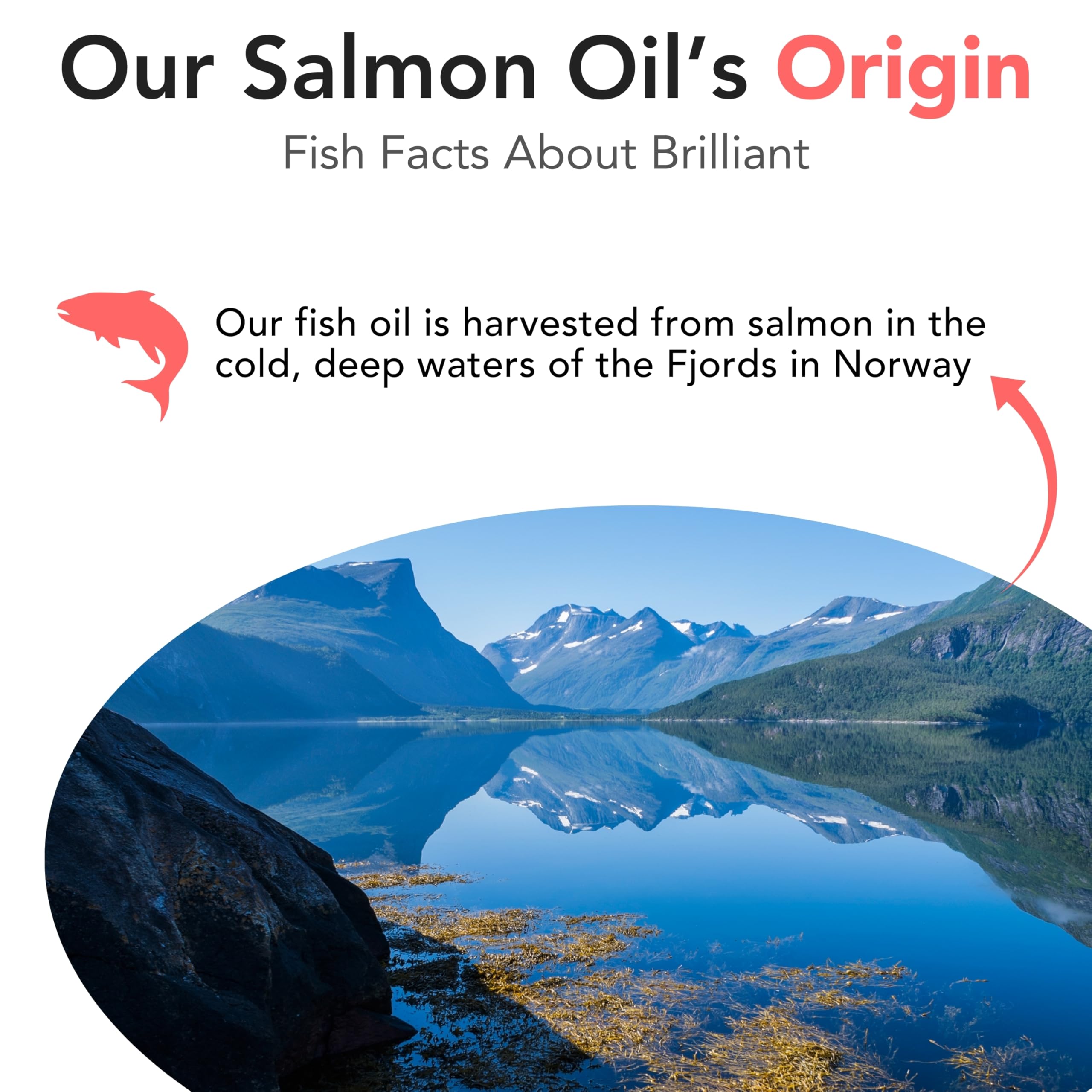 Hofseth Biocare Salmon Oil for Dogs being mixed into meals for easy feeding