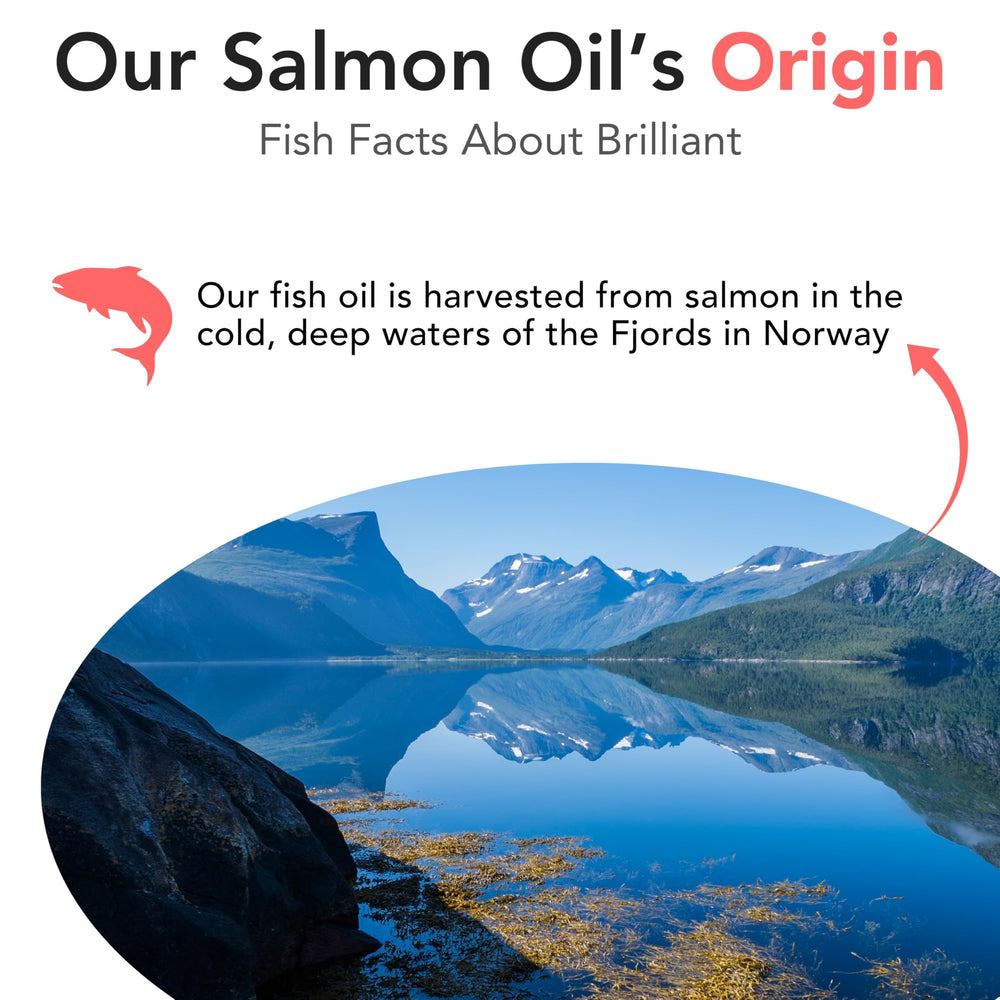 Hofseth Biocare Salmon Oil for Dogs being mixed into meals for easy feeding