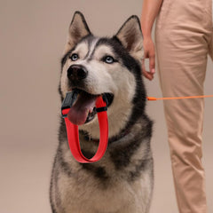 HOFURME nylon webbing collar offers durable, lightweight daily use.