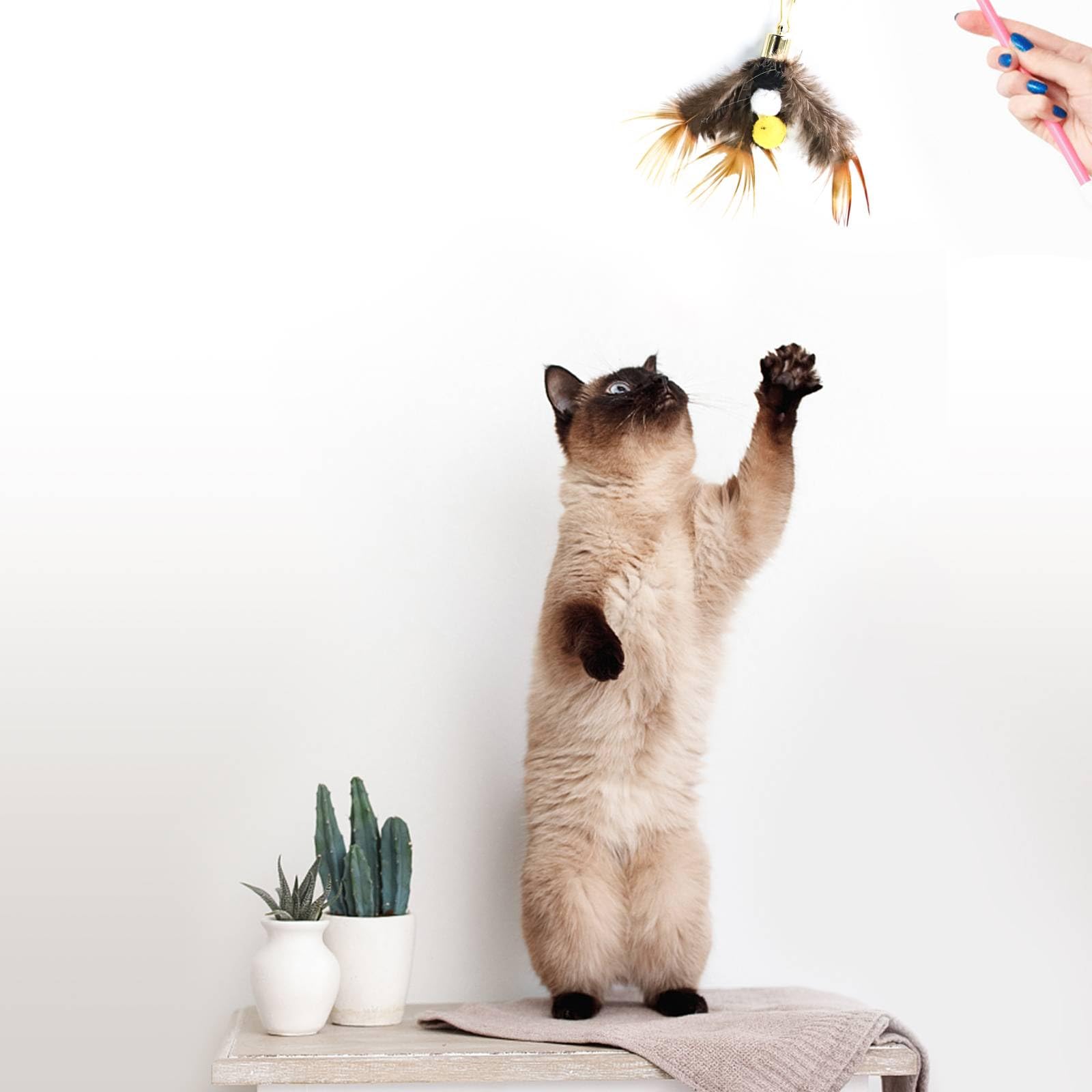 Hokoad six style feather refills offer variety to maintain curiosity.
